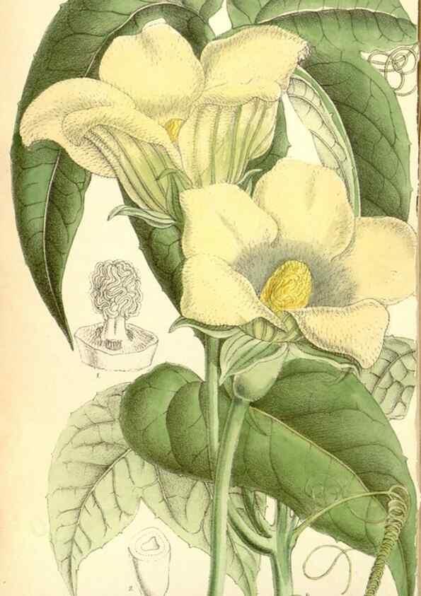 Reproducción/Reproduction 35437530315: Curtis's botanical magazine.. London ; New York [etc.] :Academic Press [etc.]
