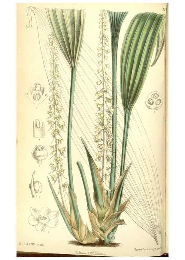 Reproducción/Reproduction 35307888891: Curtis's botanical magazine.. London ; New York [etc.] :Academic Press [etc.]