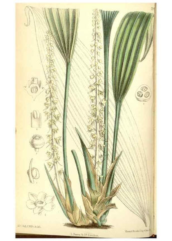 Reproducción/Reproduction 35307888891: Curtis's botanical magazine.. London ; New York [etc.] :Academic Press [etc.]