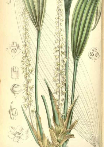 Reproducción/Reproduction 35307888891: Curtis's botanical magazine.. London ; New York [etc.] :Academic Press [etc.]
