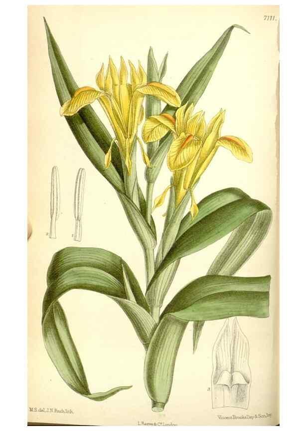 Reproducción/Reproduction 35307891141: Curtis's botanical magazine.. London ; New York [etc.] :Academic Press [etc.]