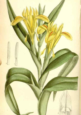 Reproducción/Reproduction 35307891141: Curtis's botanical magazine.. London ; New York [etc.] :Academic Press [etc.]