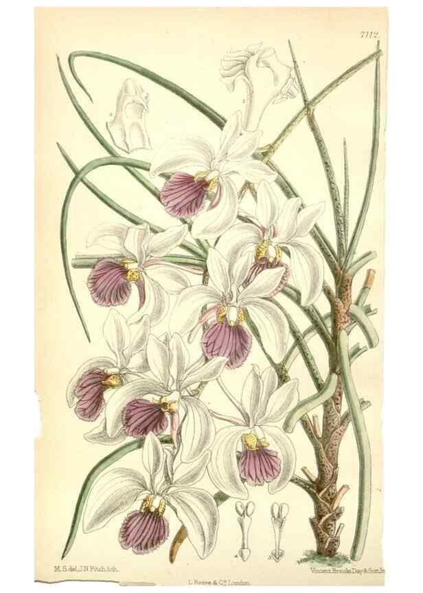 Reproducción/Reproduction 34595589074: Curtis's botanical magazine.. London ; New York [etc.] :Academic Press [etc.]