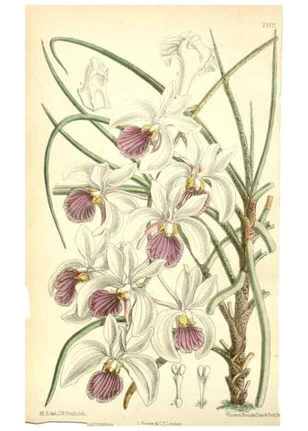 Reproducción/Reproduction 34595589074: Curtis's botanical magazine.. London ; New York [etc.] :Academic Press [etc.]