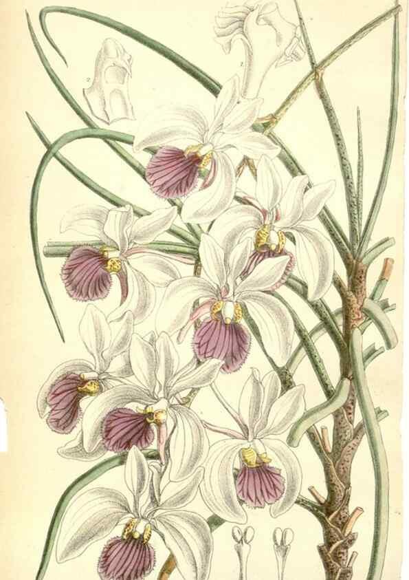 Reproducción/Reproduction 34595589074: Curtis's botanical magazine.. London ; New York [etc.] :Academic Press [etc.]