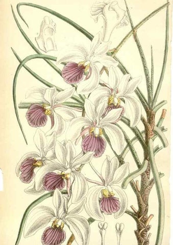Reproducción/Reproduction 34595589074: Curtis's botanical magazine.. London ; New York [etc.] :Academic Press [etc.]