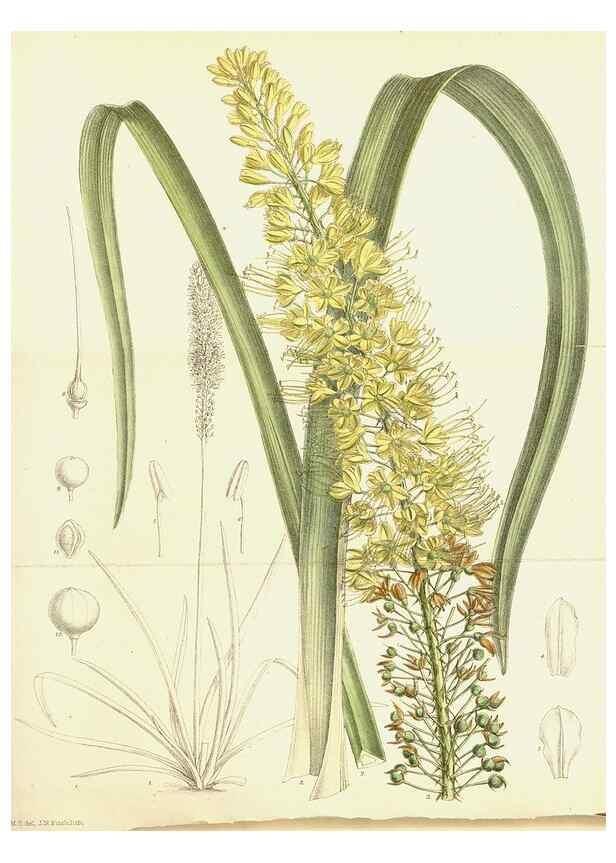 Reproducción/Reproduction 34595592154: Curtis's botanical magazine.. London ; New York [etc.] :Academic Press [etc.]