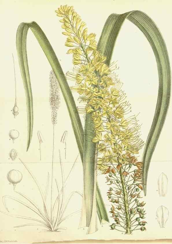 Reproducción/Reproduction 34595592154: Curtis's botanical magazine.. London ; New York [etc.] :Academic Press [etc.]