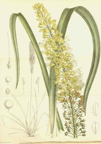 Reproducción/Reproduction 34595592154: Curtis's botanical magazine.. London ; New York [etc.] :Academic Press [etc.]