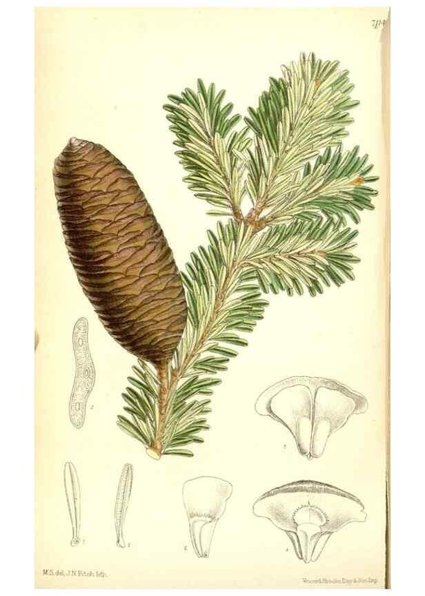 Reproducción/Reproduction 35050416200: Curtis's botanical magazine.. London ; New York [etc.] :Academic Press [etc.]