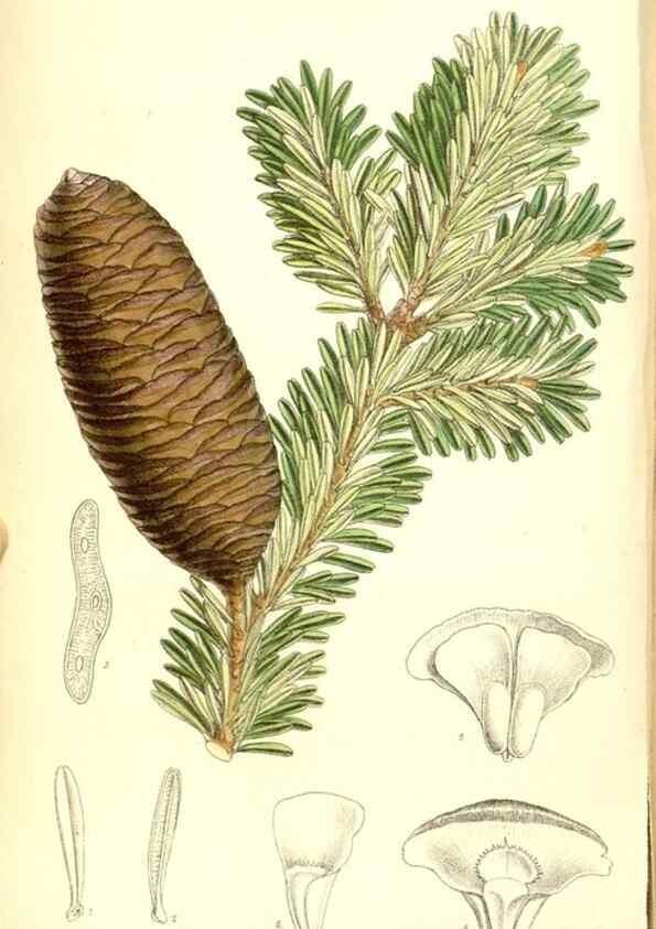 Reproducción/Reproduction 35050416200: Curtis's botanical magazine.. London ; New York [etc.] :Academic Press [etc.]