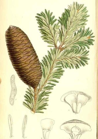 Reproducción/Reproduction 35050416200: Curtis's botanical magazine.. London ; New York [etc.] :Academic Press [etc.]