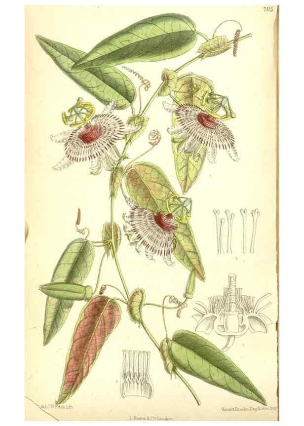 Reproducción/Reproduction 35050416960: Curtis's botanical magazine.. London ; New York [etc.] :Academic Press [etc.]