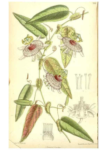 Reproducción/Reproduction 35050416960: Curtis's botanical magazine.. London ; New York [etc.] :Academic Press [etc.]
