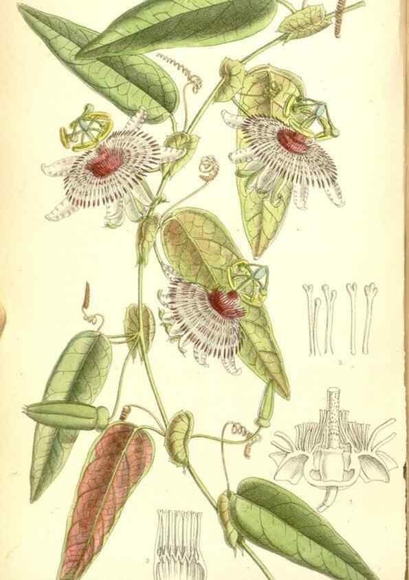 Reproducción/Reproduction 35050416960: Curtis's botanical magazine.. London ; New York [etc.] :Academic Press [etc.]
