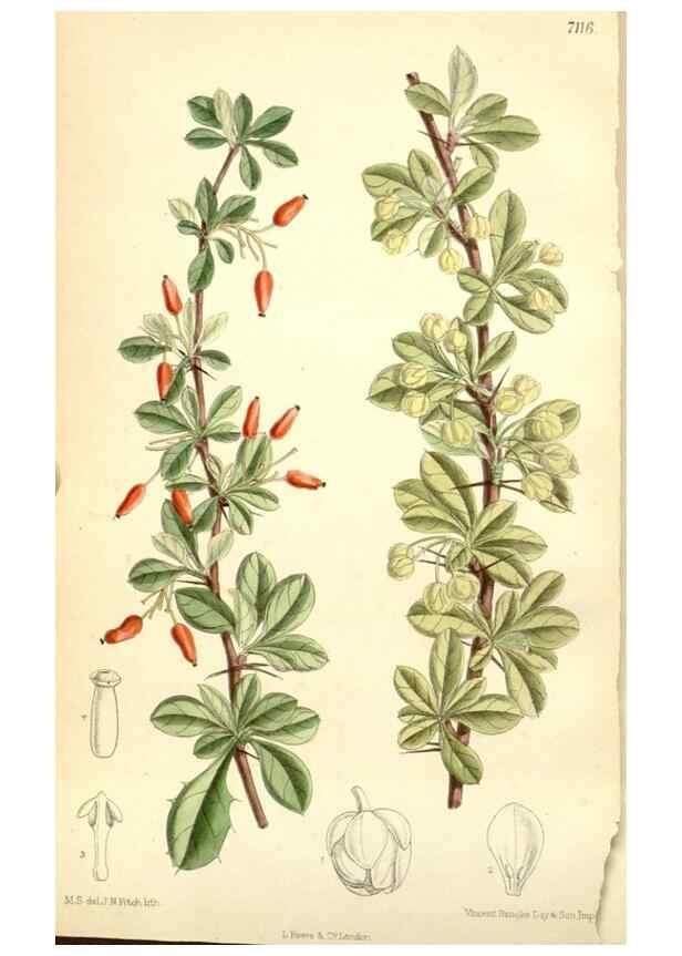Reproducción/Reproduction 35050417740: Curtis's botanical magazine.. London ; New York [etc.] :Academic Press [etc.]