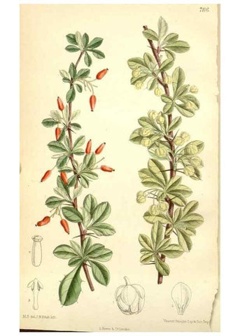 Reproducción/Reproduction 35050417740: Curtis's botanical magazine.. London ; New York [etc.] :Academic Press [etc.]