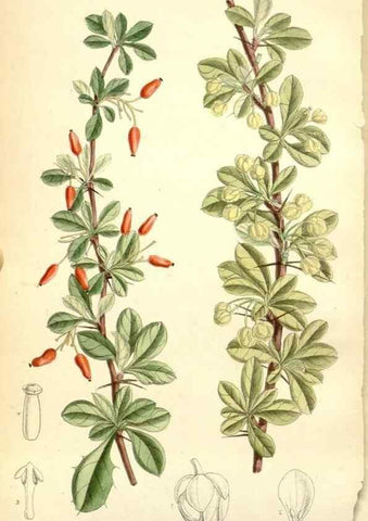 Reproducción/Reproduction 35050417740: Curtis's botanical magazine.. London ; New York [etc.] :Academic Press [etc.]