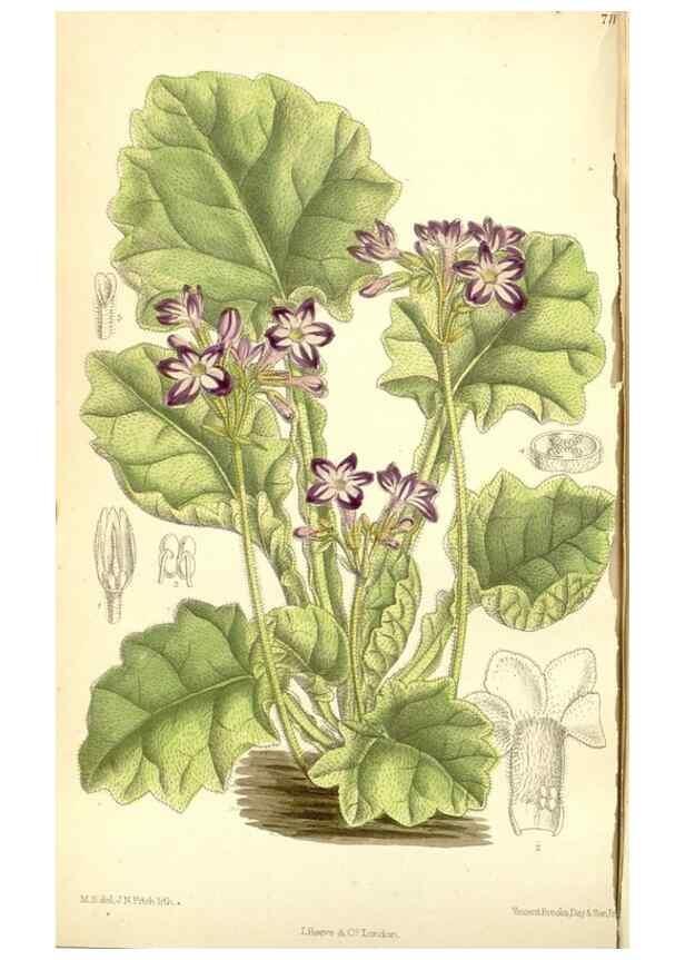 Reproducción/Reproduction 34627564093: Curtis's botanical magazine.. London ; New York [etc.] :Academic Press [etc.]