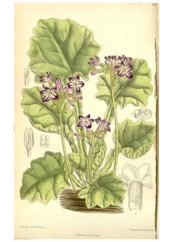 Reproducción/Reproduction 34627564093: Curtis's botanical magazine.. London ; New York [etc.] :Academic Press [etc.]