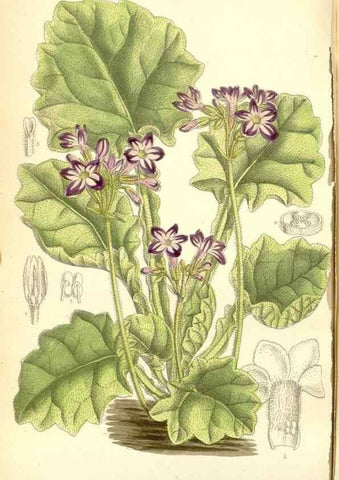 Reproducción/Reproduction 34627564093: Curtis's botanical magazine.. London ; New York [etc.] :Academic Press [etc.]