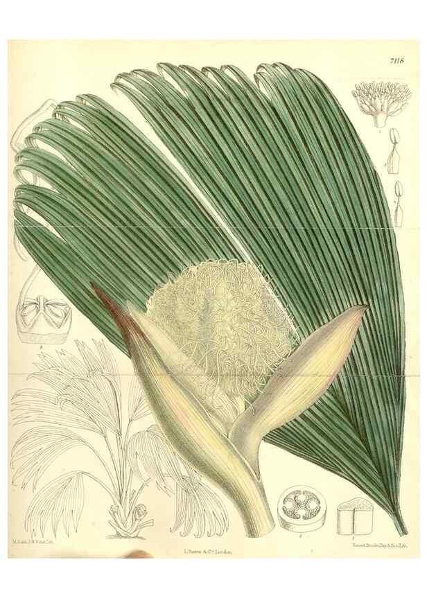 Reproducción/Reproduction 35050420070: Curtis's botanical magazine.. London ; New York [etc.] :Academic Press [etc.]