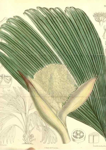Reproducción/Reproduction 35050420070: Curtis's botanical magazine.. London ; New York [etc.] :Academic Press [etc.]