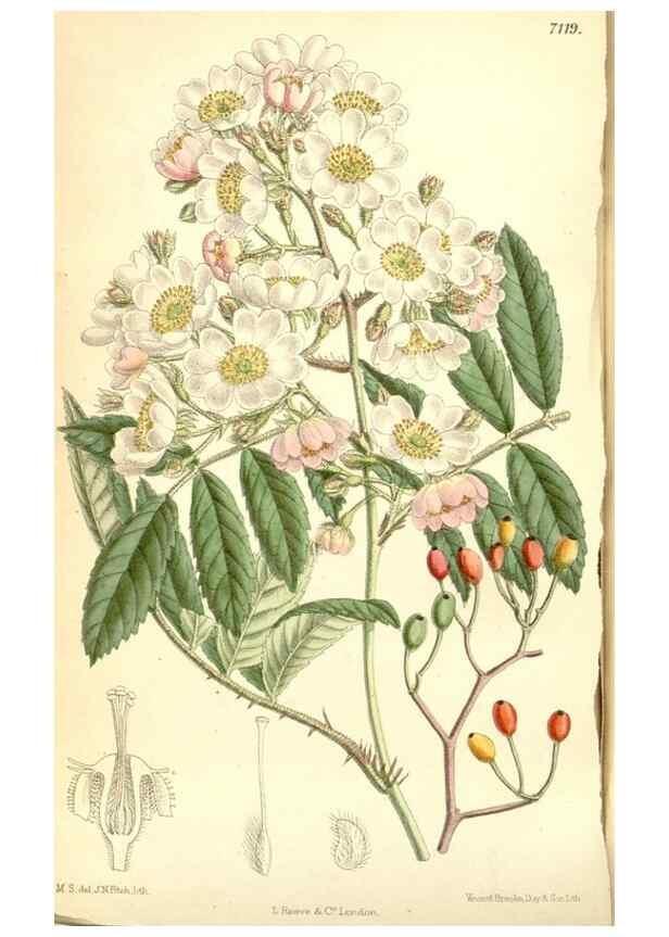 Reproducción/Reproduction 34627570563: Curtis's botanical magazine.. London ; New York [etc.] :Academic Press [etc.]