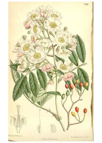 Reproducción/Reproduction 34627570563: Curtis's botanical magazine.. London ; New York [etc.] :Academic Press [etc.]