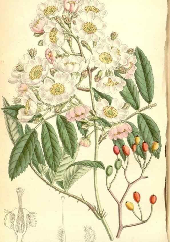Reproducción/Reproduction 34627570563: Curtis's botanical magazine.. London ; New York [etc.] :Academic Press [etc.]