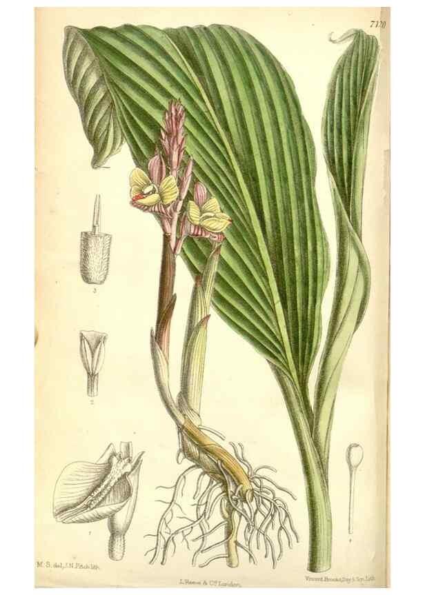 Reproducción/Reproduction 34627572533: Curtis's botanical magazine.. London ; New York [etc.] :Academic Press [etc.]