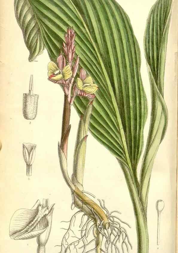 Reproducción/Reproduction 34627572533: Curtis's botanical magazine.. London ; New York [etc.] :Academic Press [etc.]