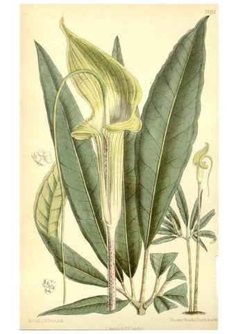 Reproducción/Reproduction 35270888112: Curtis's botanical magazine.. London ; New York [etc.] :Academic Press [etc.]