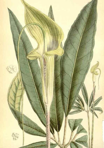 Reproducción/Reproduction 35270888112: Curtis's botanical magazine.. London ; New York [etc.] :Academic Press [etc.]