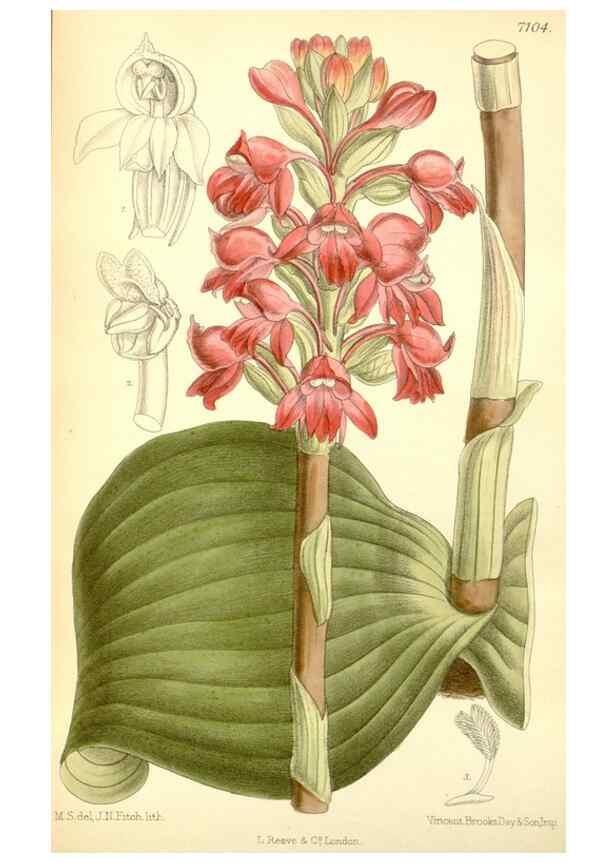 Reproducción/Reproduction 35270883162: Curtis's botanical magazine.. London ; New York [etc.] :Academic Press [etc.]