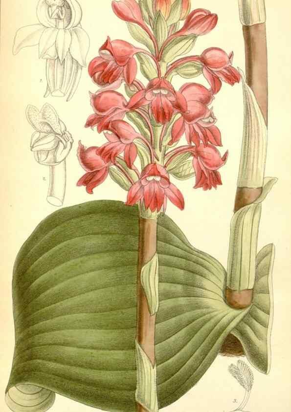 Reproducción/Reproduction 35270883162: Curtis's botanical magazine.. London ; New York [etc.] :Academic Press [etc.]