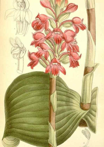 Reproducción/Reproduction 35270883162: Curtis's botanical magazine.. London ; New York [etc.] :Academic Press [etc.]