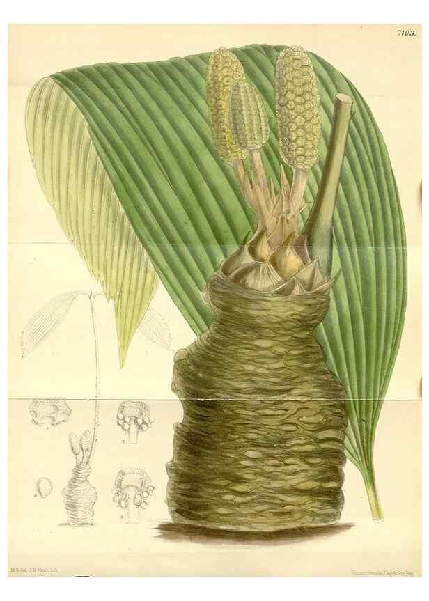 Reproducción/Reproduction 34627536413: Curtis's botanical magazine.. London ; New York [etc.] :Academic Press [etc.]