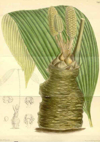Reproducción/Reproduction 34627536413: Curtis's botanical magazine.. London ; New York [etc.] :Academic Press [etc.]