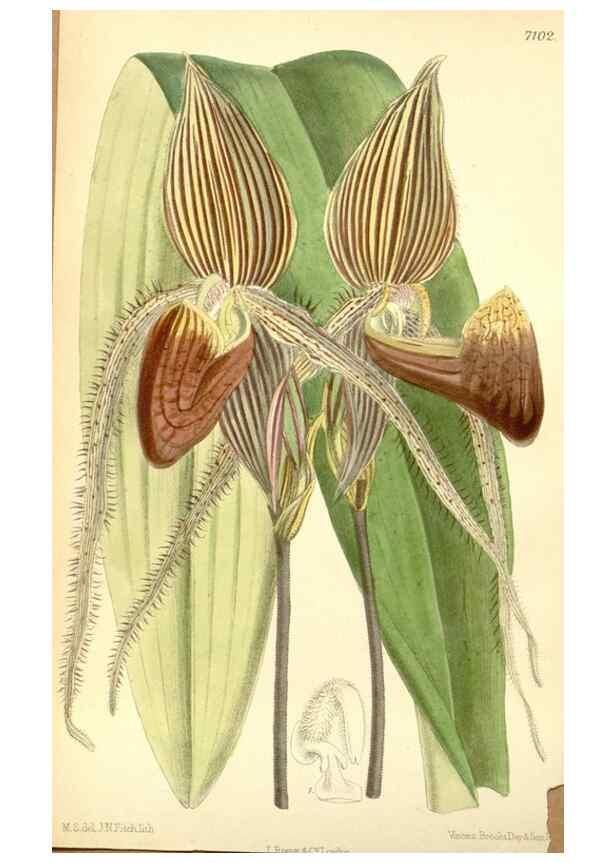Reproducción/Reproduction 34595563544: Curtis's botanical magazine.. London ; New York [etc.] :Academic Press [etc.]