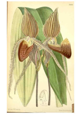 Reproducción/Reproduction 34595563544: Curtis's botanical magazine.. London ; New York [etc.] :Academic Press [etc.]