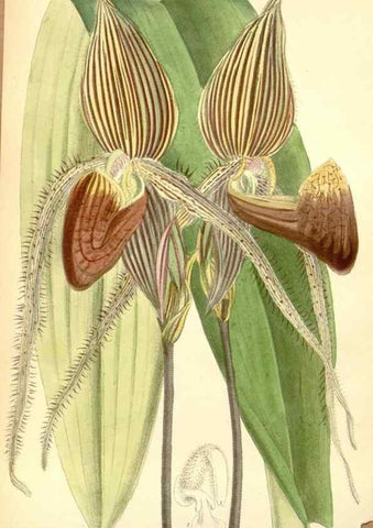 Reproducción/Reproduction 34595563544: Curtis's botanical magazine.. London ; New York [etc.] :Academic Press [etc.]