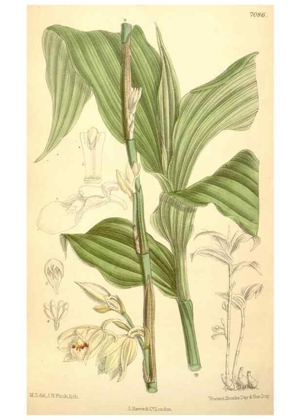 Reproducción/Reproduction 35437203935: Curtis's botanical magazine.. London ; New York [etc.] :Academic Press [etc.]