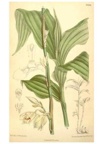 Reproducción/Reproduction 35437203935: Curtis's botanical magazine.. London ; New York [etc.] :Academic Press [etc.]