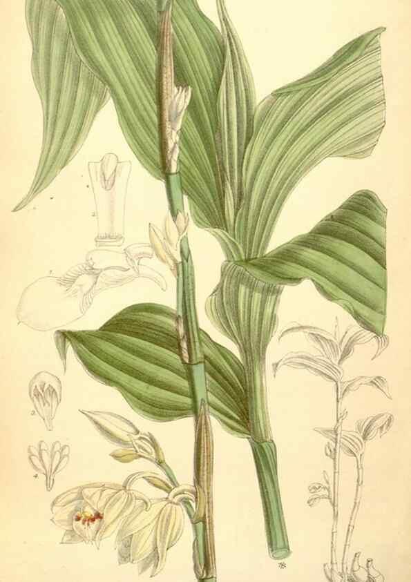 Reproducción/Reproduction 35437203935: Curtis's botanical magazine.. London ; New York [etc.] :Academic Press [etc.]