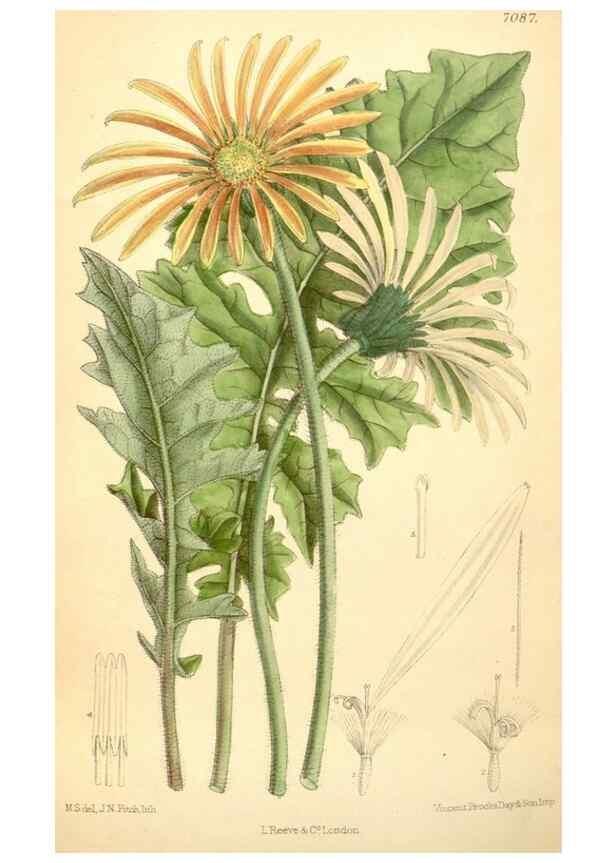 Reproducción/Reproduction 35437206175: Curtis's botanical magazine.. London ; New York [etc.] :Academic Press [etc.]