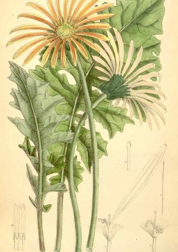 Reproducción/Reproduction 35437206175: Curtis's botanical magazine.. London ; New York [etc.] :Academic Press [etc.]