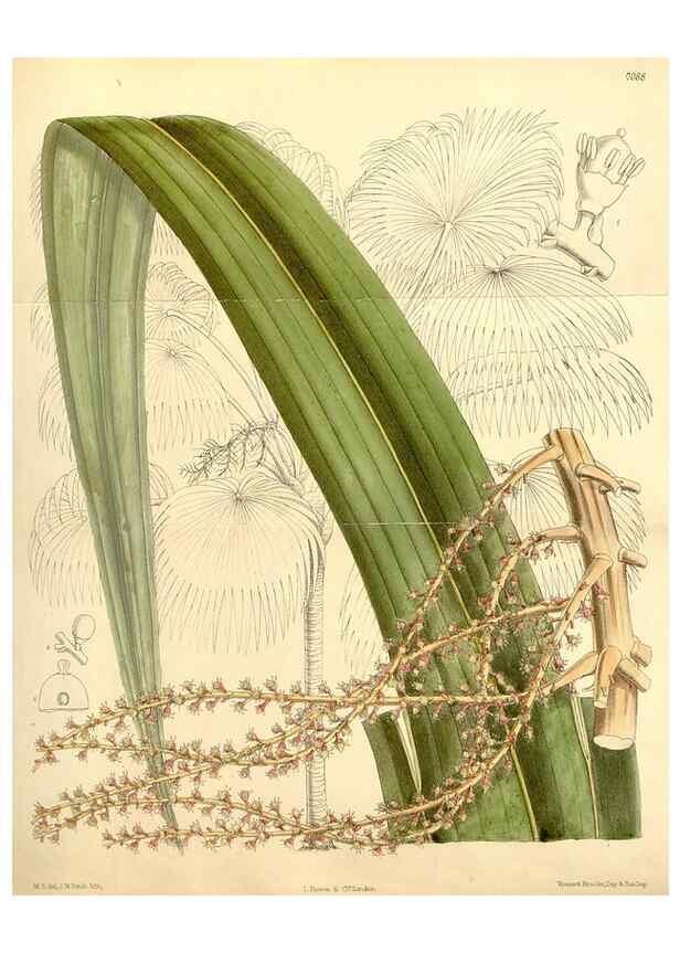 Reproducción/Reproduction 35437208165: Curtis's botanical magazine.. London ; New York [etc.] :Academic Press [etc.]