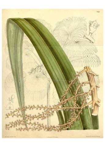 Reproducción/Reproduction 35437208165: Curtis's botanical magazine.. London ; New York [etc.] :Academic Press [etc.]
