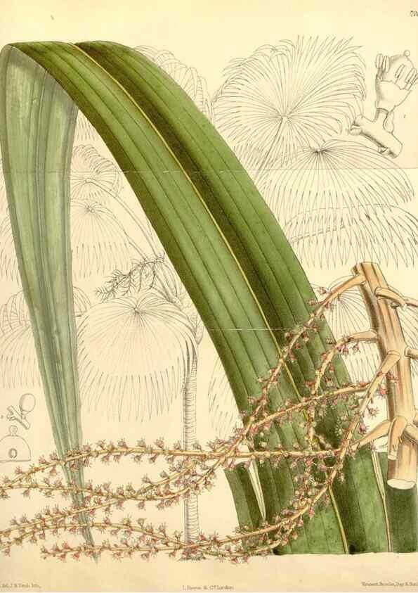 Reproducción/Reproduction 35437208165: Curtis's botanical magazine.. London ; New York [etc.] :Academic Press [etc.]